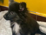 En vente un chiot femelle (non LOF) de race Spitz Nain au pelage noir et blanc