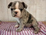 Un chiot mâle de race Bouledogue Français au pelage silver merle à réserver (non LOF)