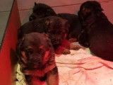 2 chiots Berger Allemand noir et flamme &agrave; r&eacute;server LOF novembre 2021