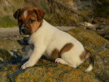 Chiots Jack Russell LOF à vendre