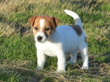 Chiots Jack Russell LOF à vendre