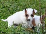 Chiots Jack Russell LOF &agrave; vendre