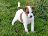 Chiots Jack Russell LOF &agrave; vendre