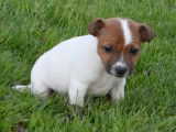 Chiots Jack Russell LOF &agrave; vendre