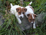 Chiots Jack Russell LOF &agrave; vendre