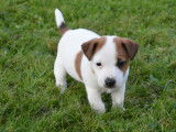 Chiots Jack Russell LOF &agrave; vendre