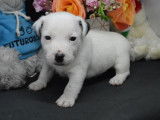 Chiots Jack Russell LOF à réserver
