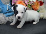 Chiots Jack Russell LOF à réserver