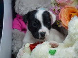 Chiots Jack Russell LOF à réserver