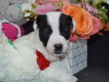 Chiots Jack Russell LOF à réserver