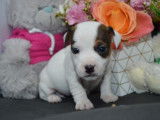 Chiots Jack Russell LOF à réserver