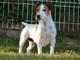 Femelle Jack Russell LOF bicolore &agrave; vendre