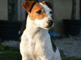 Femelle Jack Russell LOF bicolore &agrave; vendre