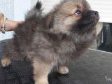 Chiots de type Loulou de Poméranie à vendre (1 femelle & 1 mâle)