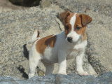 Femelle Jack Russell LOF bicolore à vendre