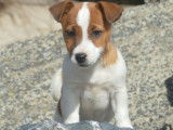 Femelle Jack Russell LOF bicolore à vendre