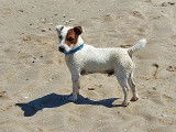 Superbe &eacute;talon Jack Russell LOF disponible pour saillie