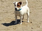 Superbe &eacute;talon Jack Russell LOF disponible pour saillie