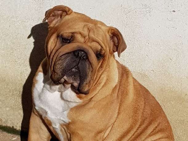Une chienne Bulldog Anglais fauve adulte LOF à la vente