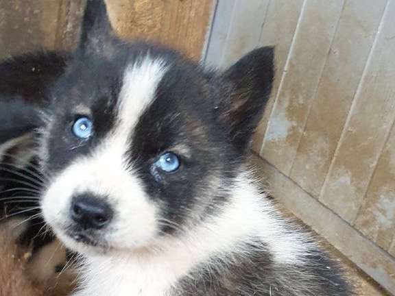 3 chiots Husky de Sibérie aux yeux bleus d'octobre 2021 non LOF à réserver