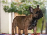 Chiot femelle Bouledogue Fran&ccedil;ais fauve rouge LOF d&rsquo;ao&ucirc;t 2021 &agrave; acheter
