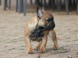 Chiot femelle Bouledogue Fran&ccedil;ais fauve rouge LOF d&rsquo;ao&ucirc;t 2021 &agrave; acheter