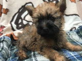 Cairn Terrier LOF Paiement 10X Livraison Possible