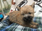 Cairn Terrier LOF Paiement 10X Livraison Possible