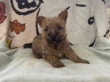 Cairn Terrier LOF Paiement 10X Livraison Possible
