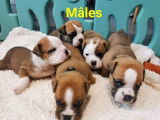 Chiots Bulldog Continental LOF à vendre