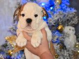 Vente de 2 chiots Bouledogue Anglais femelles bicolores LOF de septembre 2021