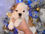 Vente de 2 chiots Bouledogue Anglais femelles bicolores LOF de septembre 2021