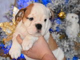 Vente de 2 chiots Bouledogue Anglais femelles bicolores LOF de septembre 2021