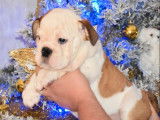 Vente de 2 chiots Bouledogue Anglais femelles bicolores LOF de septembre 2021