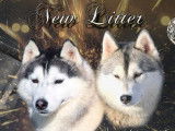 À réserver, 6 chiots Husky Sibérien LOF gris nés en novembre 2021
