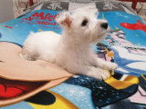 Vente d’un chiot mâle Westie blanc LOF né en septembre 2021