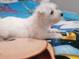 Vente d’un chiot mâle Westie blanc LOF né en septembre 2021