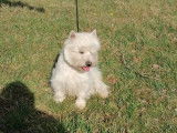 Vente d’un chiot mâle Westie blanc LOF né en septembre 2021
