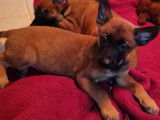 6 chiots Berger Belge Malinois fauve nés en septembre 2021 à vendre, LOF