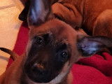 6 chiots Berger Belge Malinois fauve nés en septembre 2021 à vendre, LOF