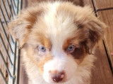Vente de 4 chiots Berger Australien mâles rouge tricolore LOF de septembre 2021