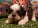 5 chiots Shih Tzu LOF noir et blanc novembre 2021 à réserver