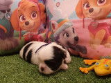 5 chiots Shih Tzu LOF noir et blanc novembre 2021 à réserver
