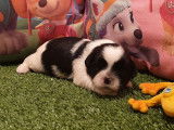 5 chiots Shih Tzu LOF noir et blanc novembre 2021 à réserver