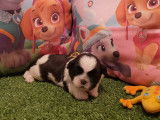 5 chiots Shih Tzu LOF noir et blanc novembre 2021 à réserver
