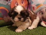 5 chiots Shih Tzu LOF noir et blanc novembre 2021 à réserver
