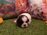 5 chiots Shih Tzu LOF noir et blanc novembre 2021 à réserver
