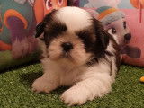 5 chiots Shih Tzu LOF noir et blanc novembre 2021 à réserver