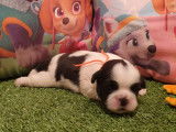5 chiots Shih Tzu LOF noir et blanc novembre 2021 à réserver