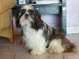 5 chiots Shih Tzu LOF noir et blanc novembre 2021 à réserver